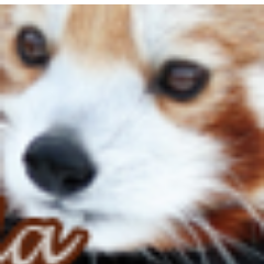 VireoOsprey's profile picture. This will be updated.