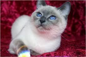 🐈 cat enough
