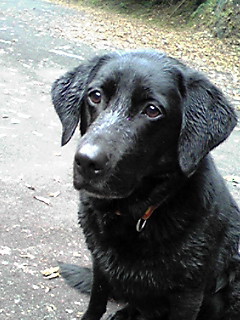 ActFlan's profile picture. 大会に参加レベルではまだないので嫁とバトルする日々、草デッキが弱いだって？まかせろそういうのが好きなんだ