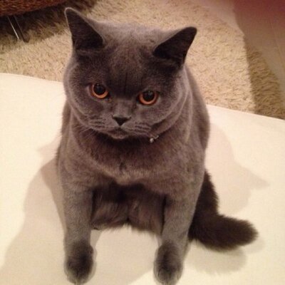 に んじん