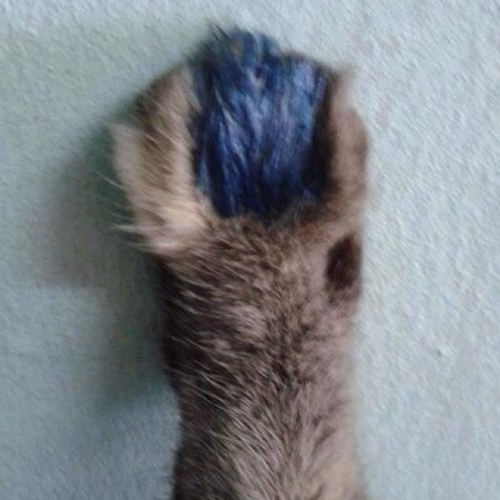 cheguPet's profile picture. 