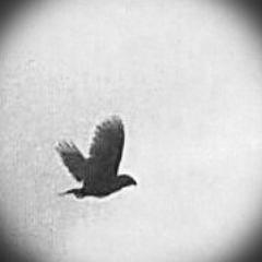 bekitty's profile picture. I'll only follow you if I've either met you or wouldn't mind inviting you to a dinner party. She/they. Fully vaxxed.