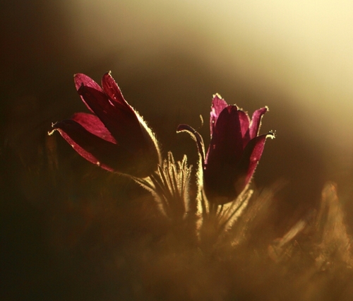 THootman's profile picture. 