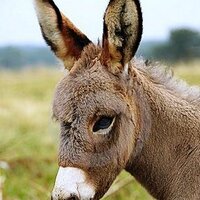 Benjamin AE (@benjaminnae) Twitter profile photo