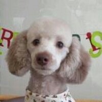 チョコ (@428_mayu) 's Twitter Profile Photo