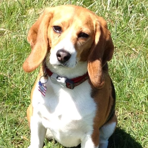 Bella is an ex lab beagle. Shipped from the us to uk. Freed at nearly 2 when we got her. 
Daisy is a rescue from cyprus. Flown over 2013. Both are very chilled!