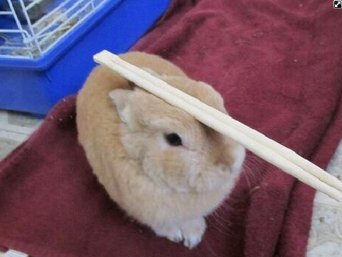 Averaggeguy's profile picture. 