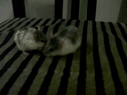 Ӛҟư Adalah seorang hamster yg telah dijodoh kan