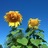 Plansowes's profile image