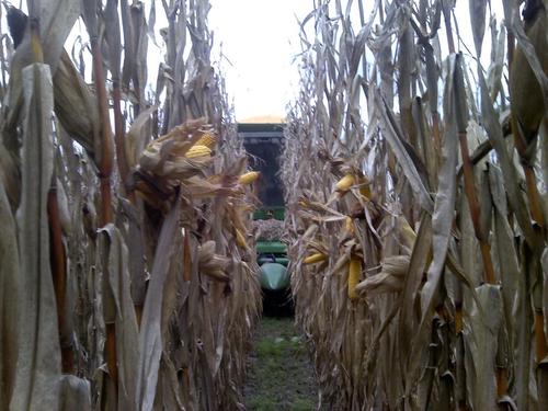 LBowie87's profile picture. 