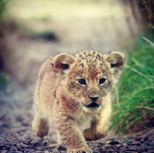 Amazing_wild's profile picture. Spreading awareness for the importance of conserving our wildlife, and building a secure future for the species on our planet.