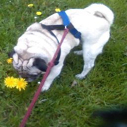 Wpatt89's profile picture. Field investigator for CAIPRS. It is a paranormal group. I love music and art in all forms. And love my hometown sports teams.