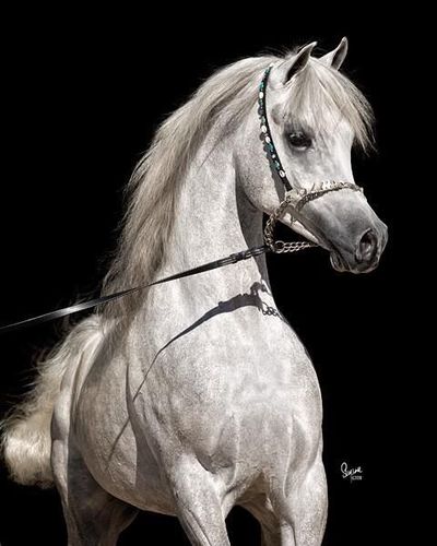 احمد بن فاضل ابوهليبة

محب للخيل وسباقاتها