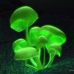 ameboide0's profile picture. "When a man cannot find meaning, he numbs himself with pleasure" - Victor Frankl