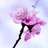 sbijal279's profile image