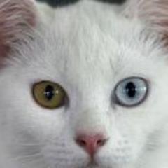 初めまして！ テレビ好きの暇人です バラエティが特に好きで家族でよくテレビ見てます笑 私のお気に入りツイートをつぶやいています フォロー返し100% 宜しくお願いしますm(__)m