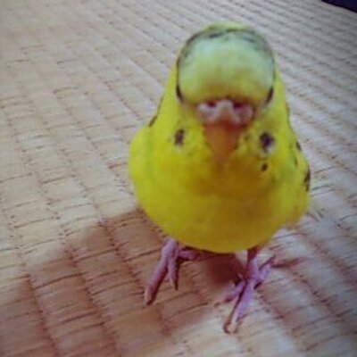 たまゆら(仮)のプロフィール写真