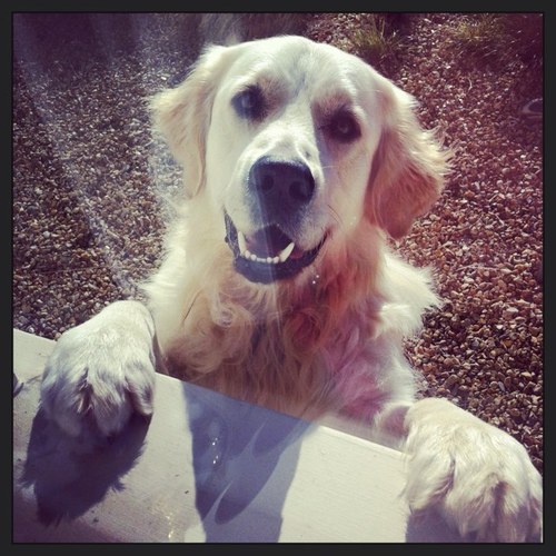 Golden Retriever, love long walks on the beach, chillin' with my homies, halogen heaters and gravy bones! Adopted by @andyharps and @tori_hunter