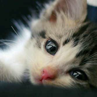 ♥Allah,♥Ortu,♥best friends