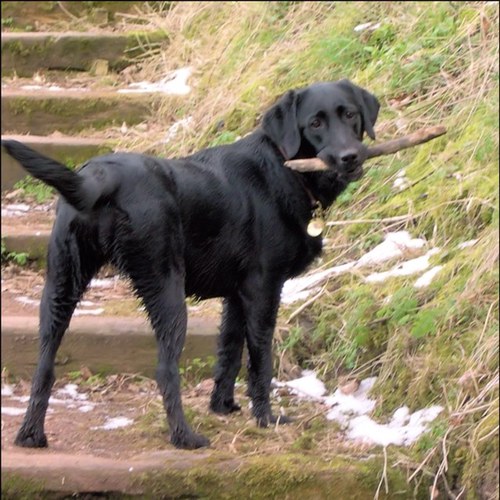 Sasha my dog and I enjoy all things East Lothian and support the work of two animal charities Holly's Hugs and The Winton Foundation for the Welfare of Bears.