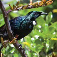 MHF Suicide Prev (@suicidenz) 's Twitter Profile Photo