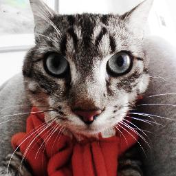 WinstonLeChat's profile picture. Love coach officiel de @manumaispastrop et en négociation avec une chaîne d'info ! Longue vie aux chats !