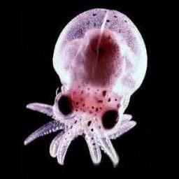 _Cephalopod's profile picture. БУДИ ШТОГОД