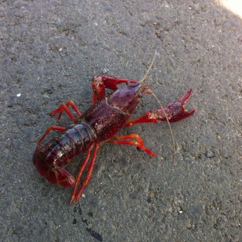 _freenow's profile picture. ジャンケンは苦手です