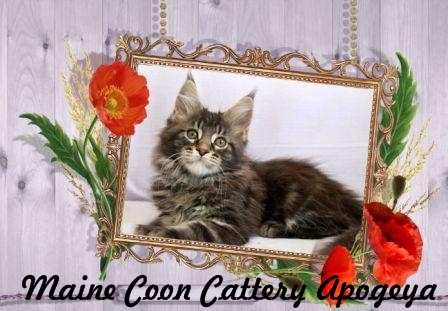 Питомник Апогея предлагает котят породы мейн-кун  Подробности на http://t.co/WvRV2g54Z4