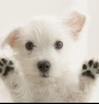 codefriend1's profile picture. 