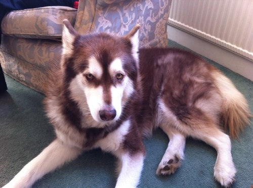 sylvan41's profile picture. 