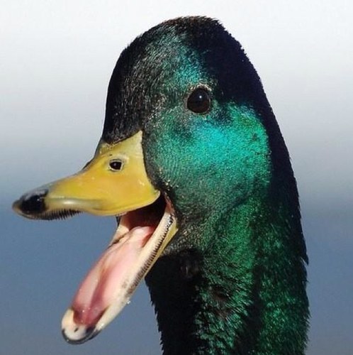 Jackson Indians, Detroit Tigers, Red Wings & Lions (not neccessarily in that order)....  Got Ducks?