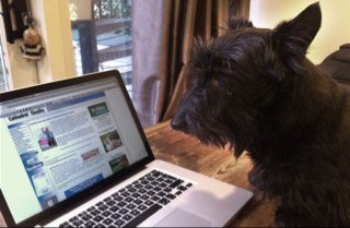 Hello everybody, I'm the new MD of Cathedral Chem-Dry. I live in London but commute. I'm looking for more doggy lovers to spread the word about my Company.woof!