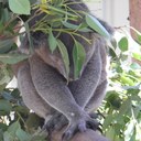 Alan MacLennan - @vangourmand - Twitter