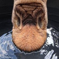 Embroidered Yeti (@embroideredyeti) Twitter profile photo