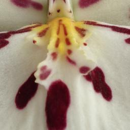 MaryHuges's profile picture. #SLPeep