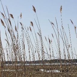 I am an independent film programmer, writer, film teacher, and filmmaker on Cape Cod.