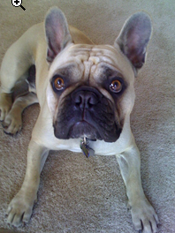 Hi, I'm Harley, a rescue French Bulldog.  Please vote for me for cutest dog!  If we win, for every vote we'll donate up to $1 to animal rescue!