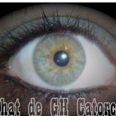 chat gran hermano