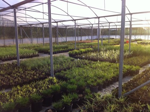 We are a small, independent nursery which sells unique ornamental grasses.