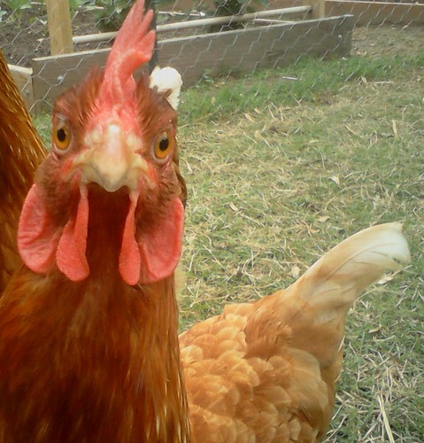 SinnamonHen's profile picture. Urban Chicken Matriarch; Once and  Future Chicken Stripper; Pissed-Off Descendant of Tyrannosaurus Rex--Don't test me.