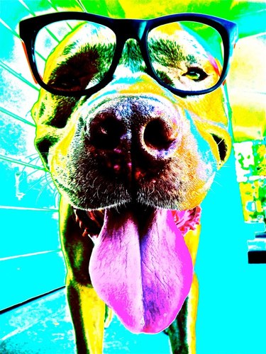 Green non profit animal charity rescing from high kill shelters, with outstanding school outreach programs focusing on being eco-friendly and spay and neutering