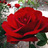 roma_168's profile image
