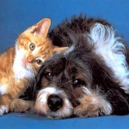 Organización sin fines de lucro, en busca de la protección y rescate de animales abandonados o en peligro.