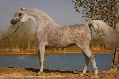 ♡الخيل لعربي الاصيل♡