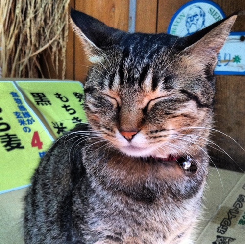 ayano3's profile picture. 基本早寝早起き