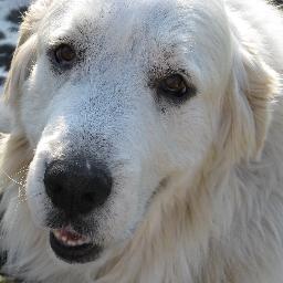 We exist to rescue Great Pyrenees in DFW & North Texas. We consist of all volunteers, who put hearts and hands to work for the love of dogs. 501(c)3 non-profit