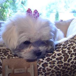 Caprichos de Mascotas
Dog clothes.          
Ropa para perros.
Todo para tus Mascotas.
Everything for your Pets.