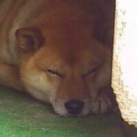 ちょっぷ (@choptck) Twitter profile photo