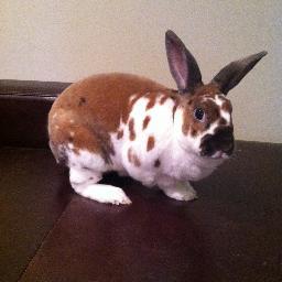 KesselEllison's profile picture. 